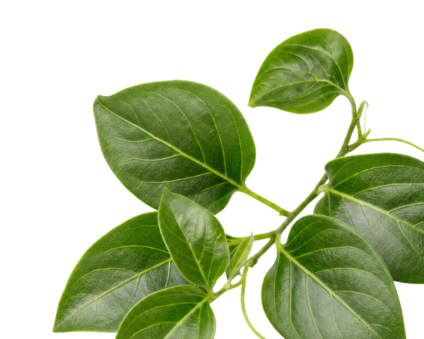 Gymnema Sylvestre