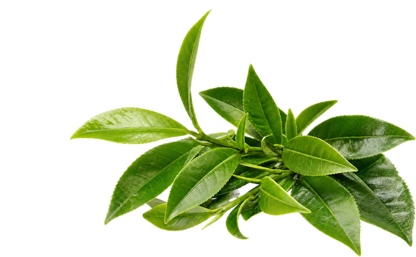 L-Theanine