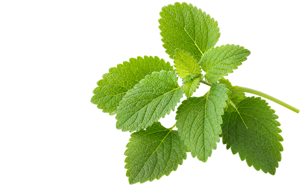 Lemon Balm Extract